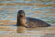 PINNIPEDS, WEASELS, OTTERS, AND OTHER MAMMALS